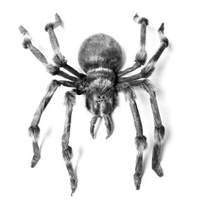 Monsterspinne ARACHNA ca.130cm - biegsame Beine